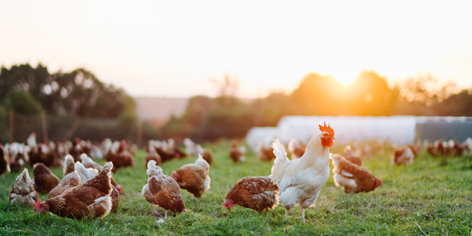 photo of white and brown chickens in a grassy field